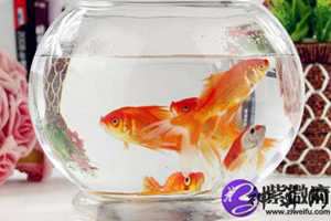 金鱼缸敞开风水(金鱼缸敞开风水好吗)
