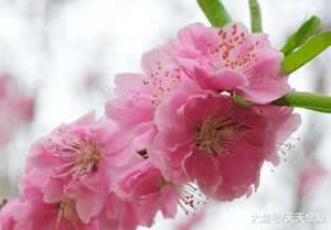 2018年桃花运最好生肖(2018年桃花运最旺生肖)