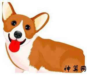 1982年月份出生运势如何(1982年属狗的运势如何)