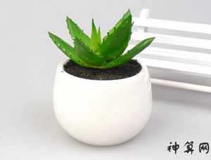 办公室种芦荟风水学(办公室种芦荟风水学什么)
