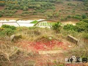 祖坟风水大忌(祖坟风水大忌是什么)