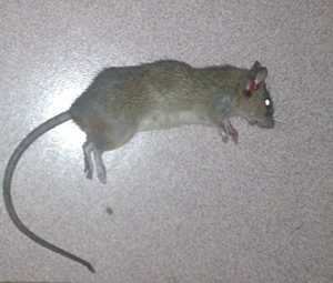 做梦梦到自己打死老鼠(做梦梦到自己打死老鼠是什么意思)