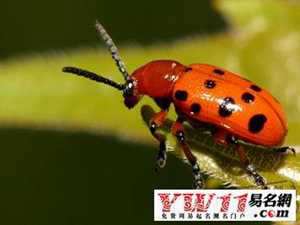 做梦梦见好多昆虫(做梦梦见好多昆虫是什么意思)