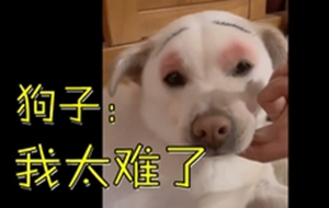 每个星座都有最聪明的人-神算网(所有星座最聪明的是哪个)
