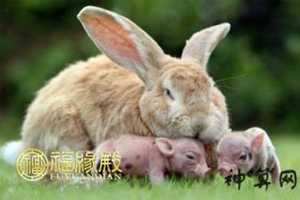为什么属猪和属兔很合适