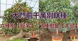 家中种树的风水(家中种树的风水讲究)
