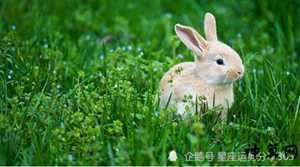 属兔的人6月运势(属兔的人6月运势如何)