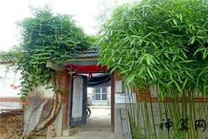 屋后有竹风水(屋后有竹风水怎么样)
