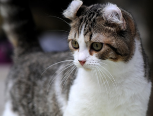 十二生肖为什么没有猫(十二生肖为什么没有猫的原因)