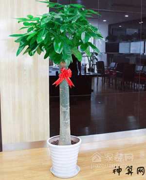 办公室大门的风水植物图片名称(办公室大门绿植效果图)