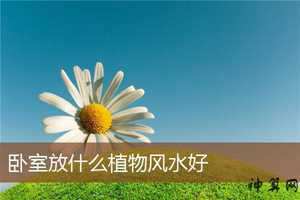 室内放花风水好(室内放什么花风水好)