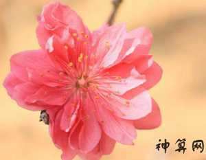 男人什么风水招桃花(男人什么风水招桃花运)