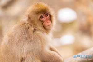 猴生肖和什么生肖相合(猴生肖和什么生肖相合财)