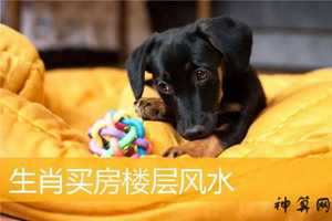 属猴买房风水朝向(属猴买房子朝哪个方向最好)