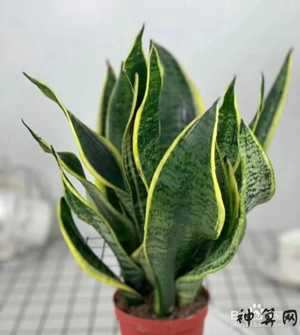 虎尾兰的风水(虎尾兰的风水禁忌)