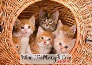 做梦梦见多只猫看着我(做梦梦见多只猫看着我什么意思)