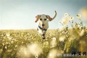 2021年属狗人的全年运势(2021年属狗人的全年运势1982出生)