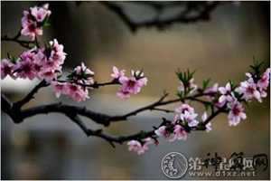 属兔的桃花风水方位(属兔的桃花风水方位是什么)