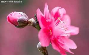 97犯桃花生肖(97年桃花)