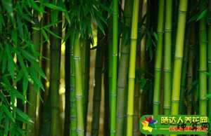婚姻风水禁忌(婚姻风水禁忌有哪些)