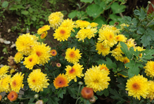 花中隐士是什么花(花中隐士是什么花啊)