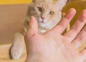 做梦梦见被猫抓着(做梦梦见被猫抓着不放是什么意思)