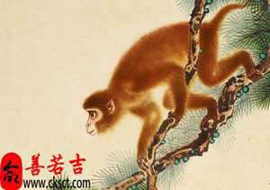 2018年猴子生肖幸运色(2018生肖猴的运势大全)