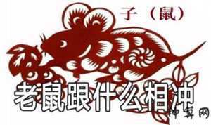 鼠年相克什么生肖(鼠年相克什么生肖最好)