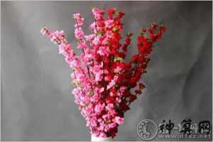 风水家里招桃花(风水家里招桃花好不好)