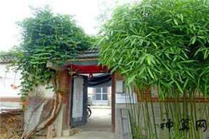 房子前面有竹子的风水好吗(房子前面有竹子的风水好吗视频)