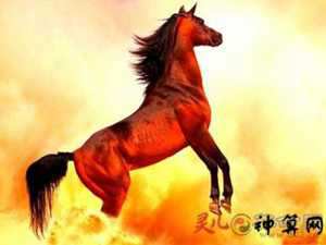 十二月生男马运势(十二月生男马运势怎么样)