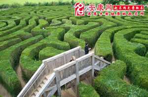 做梦梦到走迷宫和学校(梦见学校像迷宫)
