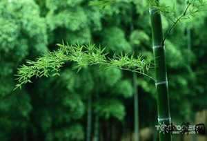 关于竹子的风水学(关于竹子的风水学知识)