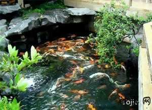 正门前远处池塘和风水(正门前远处池塘和风水有关吗)