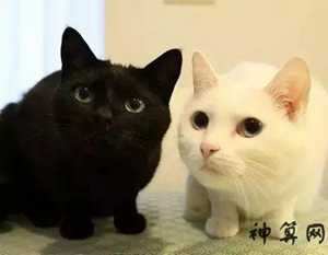 风水上在家养猫(风水上在家养猫好吗)