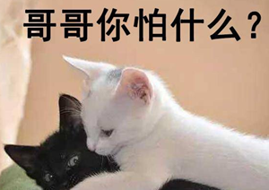 十二星座小作精(十二星座作精排行)