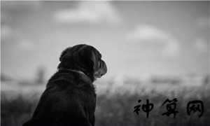 十二属相相克(十二属相相克表)