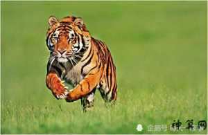 2022年每个月的属相(2022年每个月的属相表)