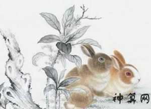 生肖兔运势2019年运程(生肖兔运势2023年运程)
