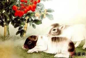 1971的猪今年的运势如何(1971年的属猪女在2023年的运势)