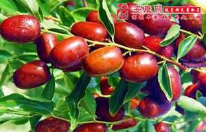 做梦梦见摘红枣(做梦梦见摘红枣是什么意思)