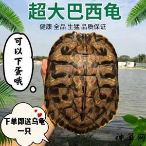 巴西龟和风水(巴西龟和风水龟的区别)