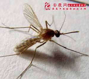做梦梦见好多蚊子(做梦梦见好多蚊子是什么意思)