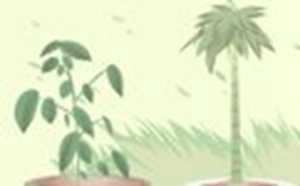 什么花摆在家里风水好(什么花摆在家里风水好)