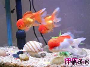 养十条鱼风水上应该算几条(养十条鱼风水上应该算几条鱼)