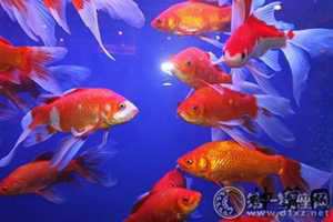 鱼风水形状(鱼风水代表什么)