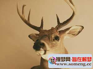 做梦梦见救了一只小鹿(做梦梦见救了一只小鹿什么意思)