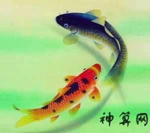 公司的鱼总死风水(公司鱼死了代表什么)