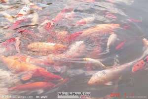 梦见污水捞鱼(做梦梦见污水里有抓鱼)