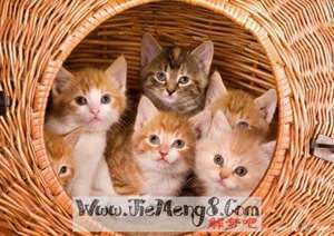 做梦梦见多只猫看着我叫(做梦梦见多只猫看着我)
